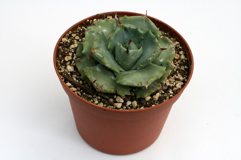 agave shoji rajin klein 9531