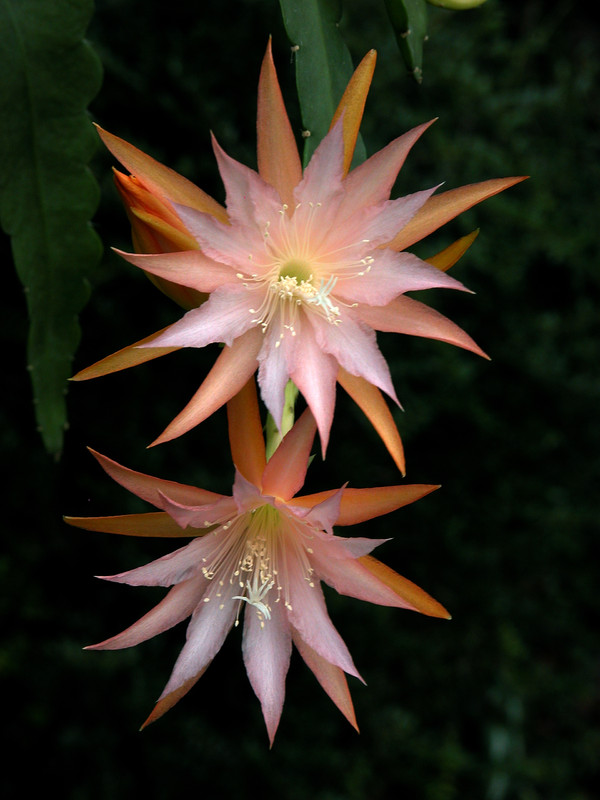 eh jalisco queen 02