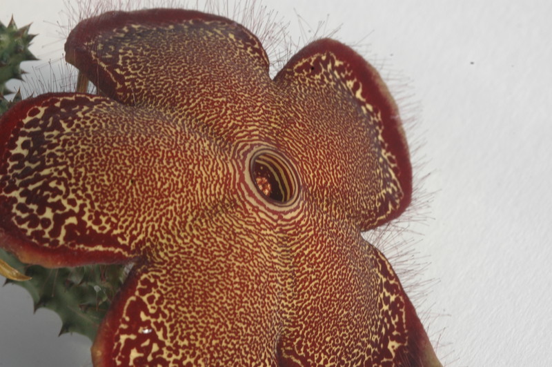 edithcolea grandis 1722