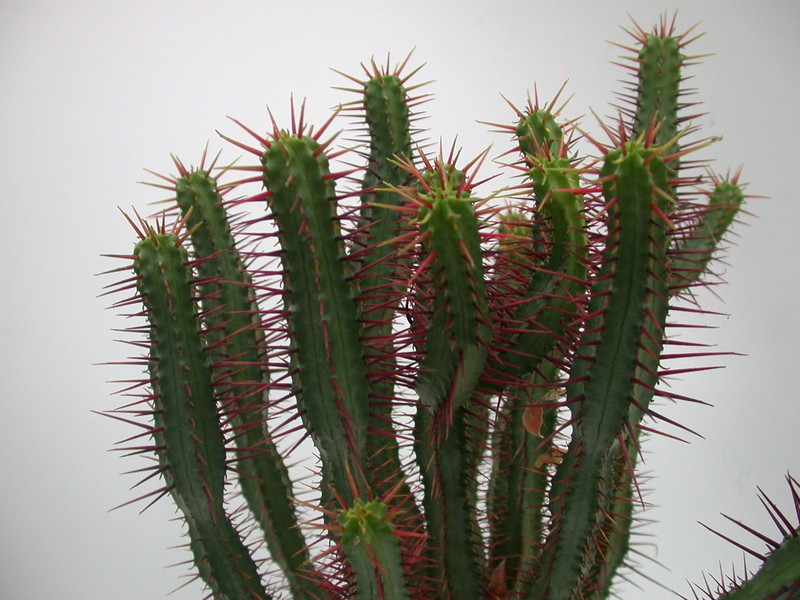 euphorbia enopla 1346