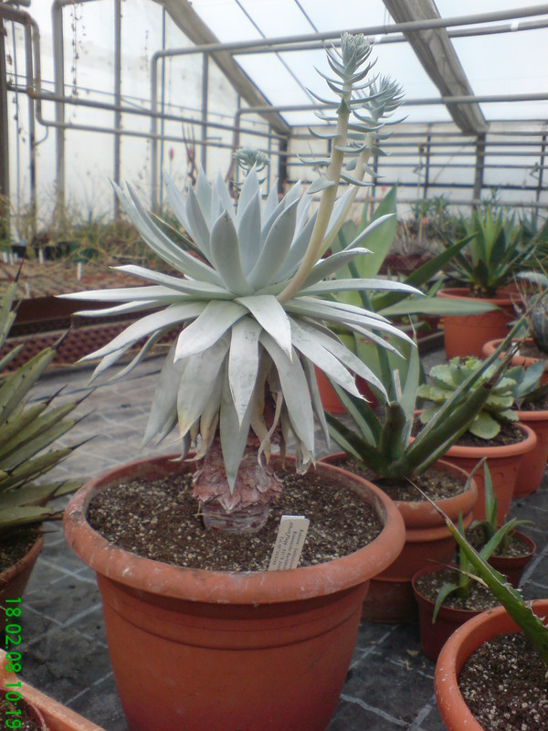 dudleya brittonii 225