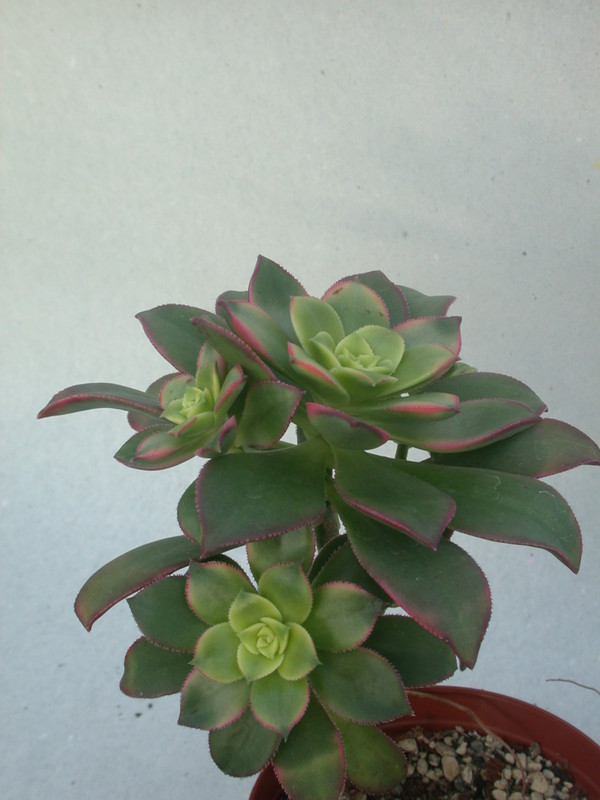 aeonium haworthii variegata 2