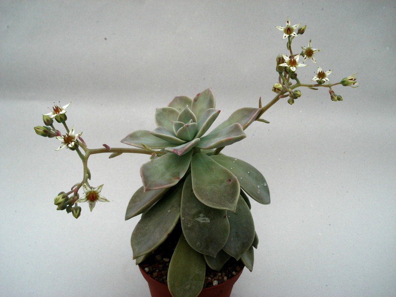 graptopetalum paraguayensis 8462