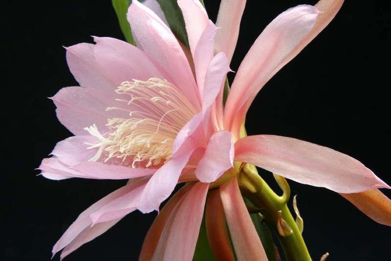 eh lotus queen 7562 7788