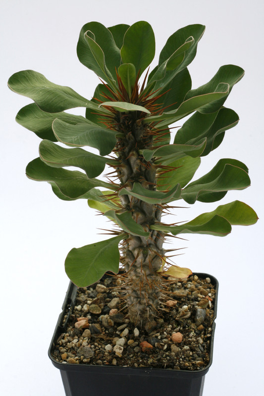 euphorbia didieroides 1510