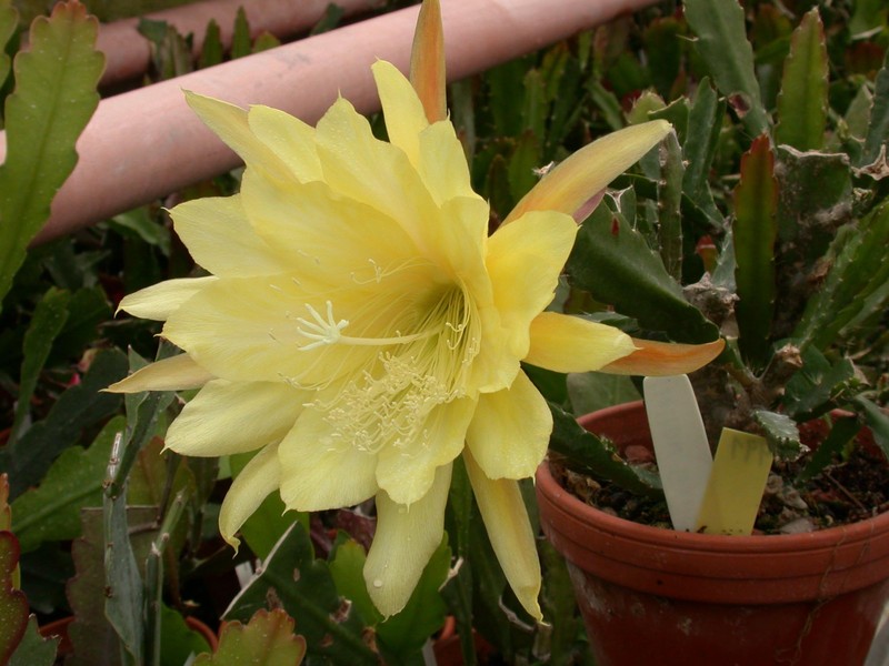 eh yellow gem 9910 09