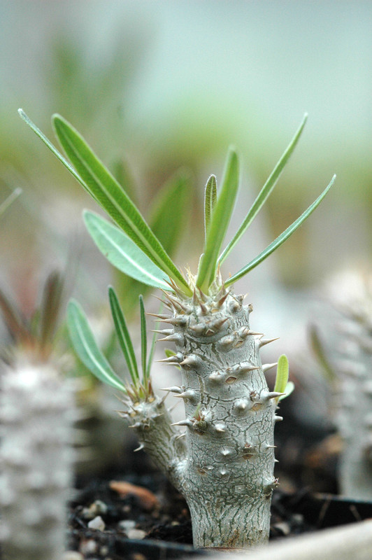 pachypodium inopiatum 02