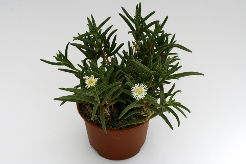 delosperma herbeum mg1475 84 9245