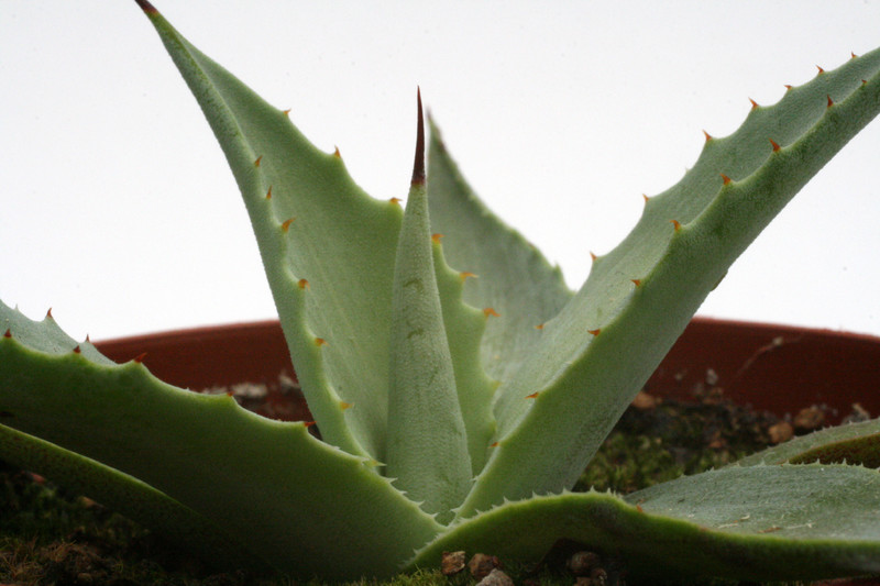 agave hiemiflora salama 0109