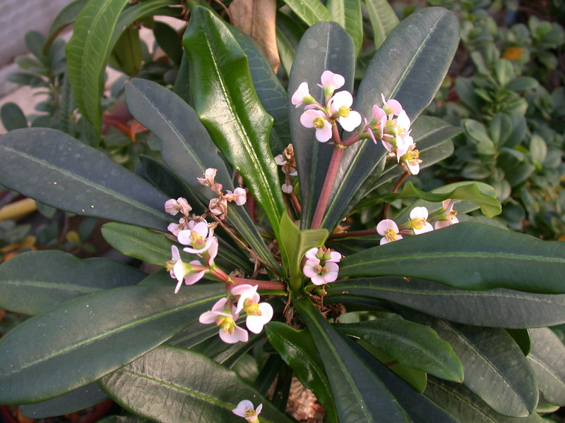 euphorbia lophogona 1302