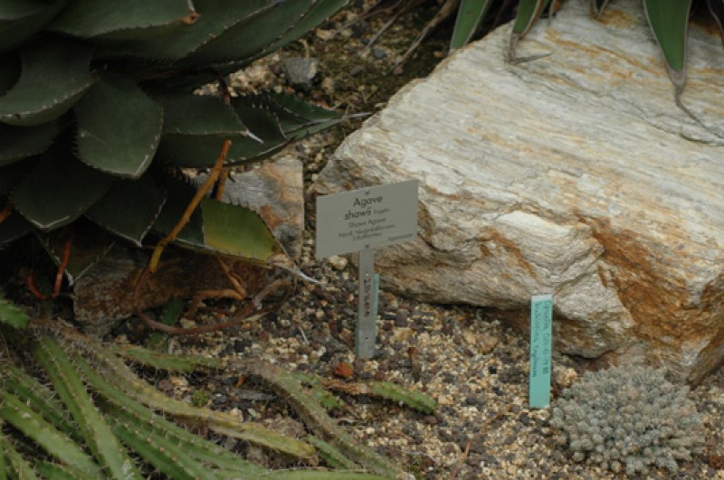 agave shawii 07