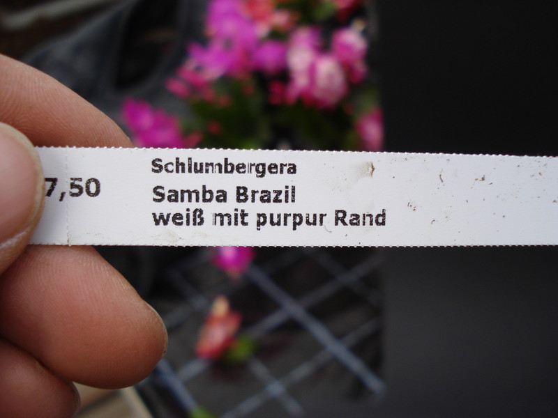 schlumbergera samba brazil 1630