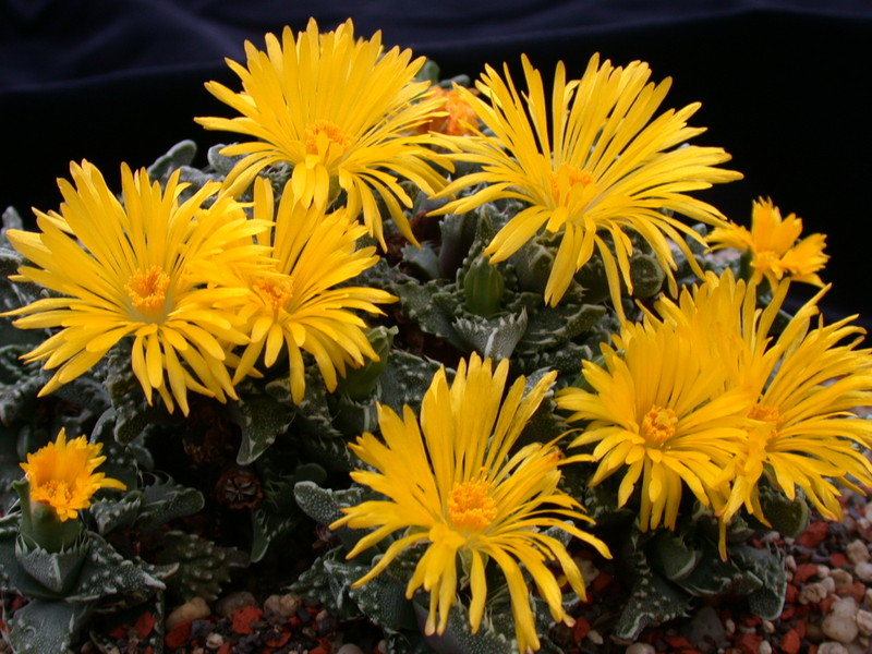 faucaria tuberculosa 3760