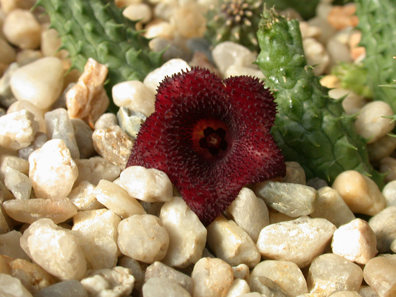 huernia angolensis04