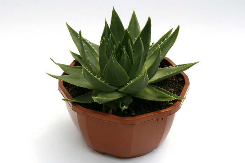 aloe polyphylla 0605