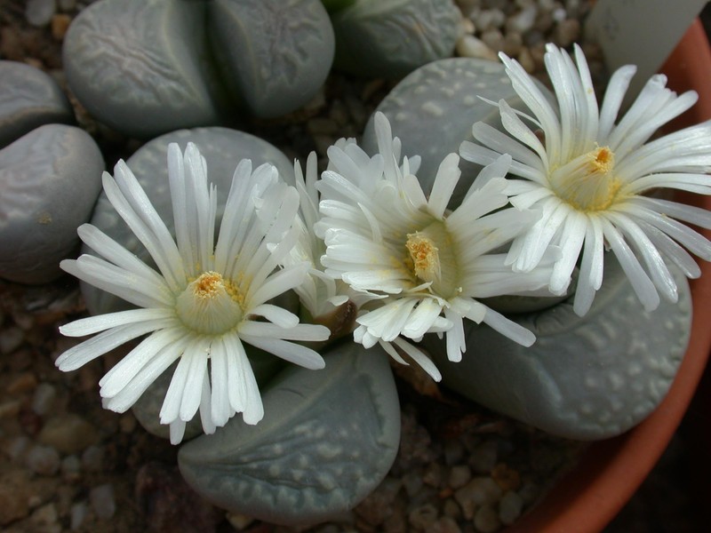 lithops marmorata l90 01