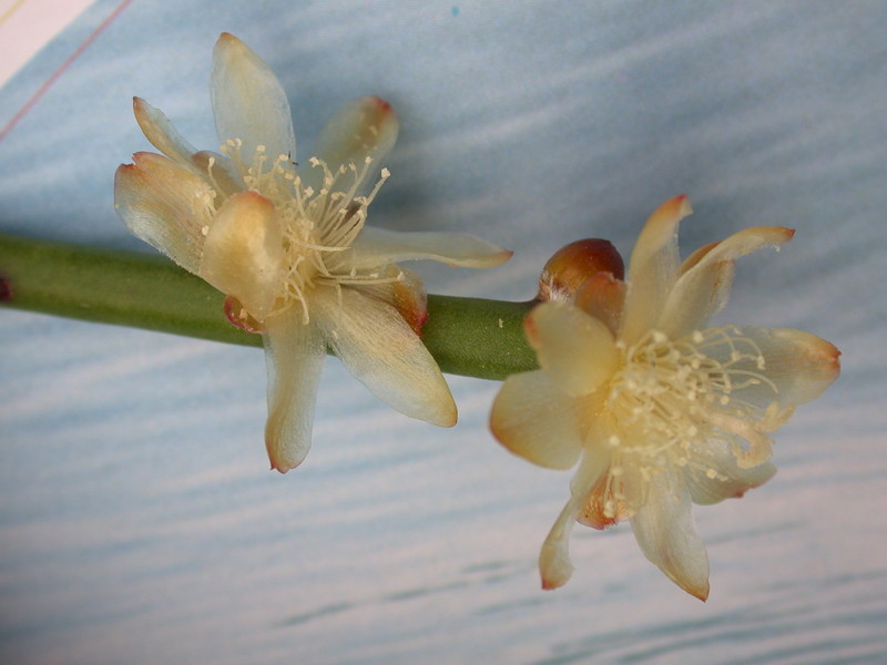 rhipsalis dissimilis gelblich 2068