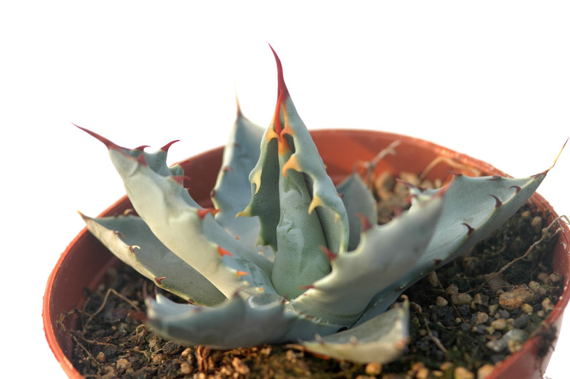 agave wocomahi chi 8538