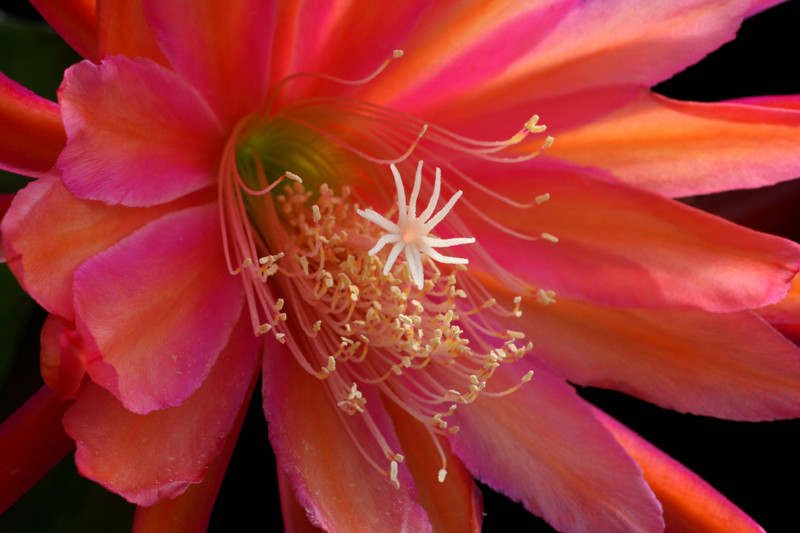 eh coral dance 5804 1453