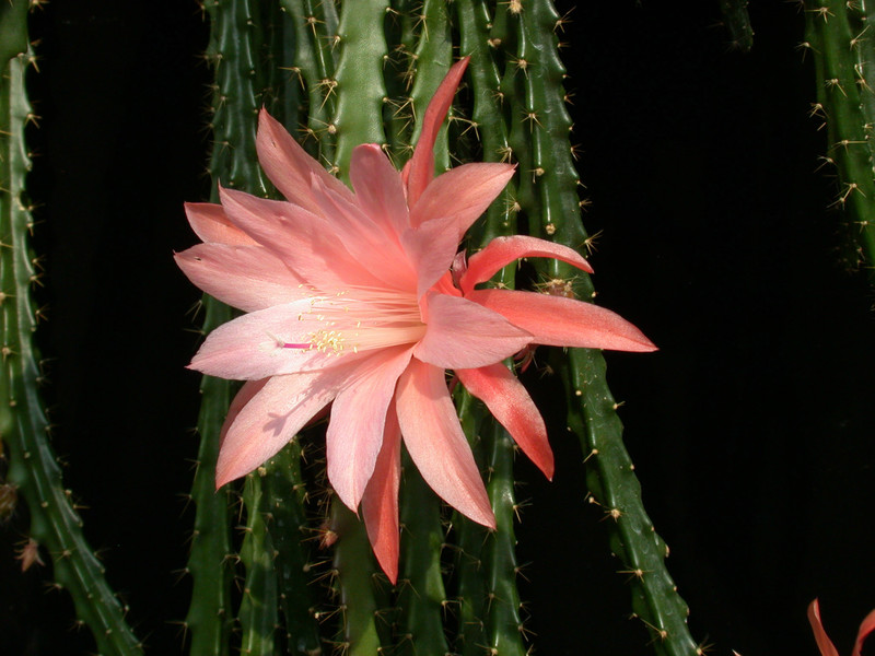 aporocactus wendy4