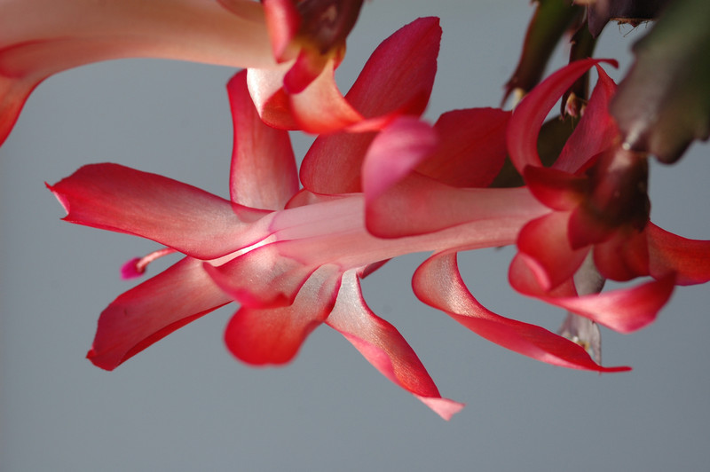 schlumbergera elfenzauber 8156