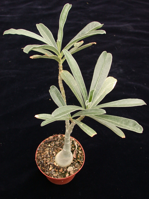 adenium swazicum 06