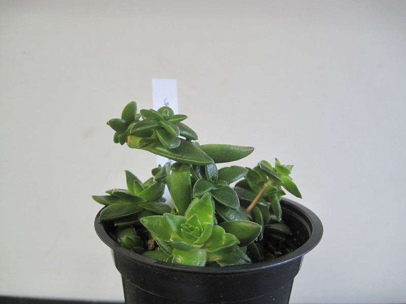 crassula capitella rowley 4781