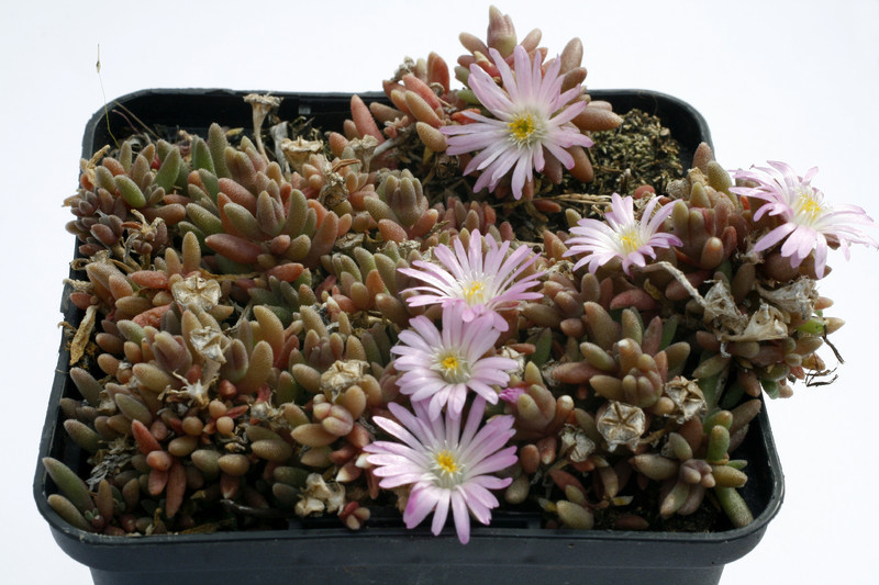 delosperma beauford west 9227