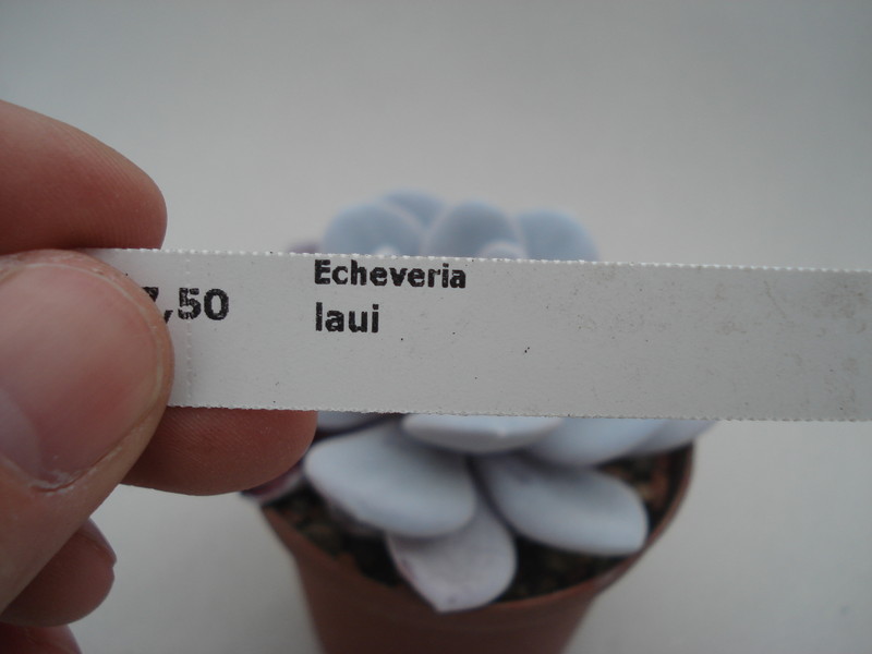 echeveria laui 8408