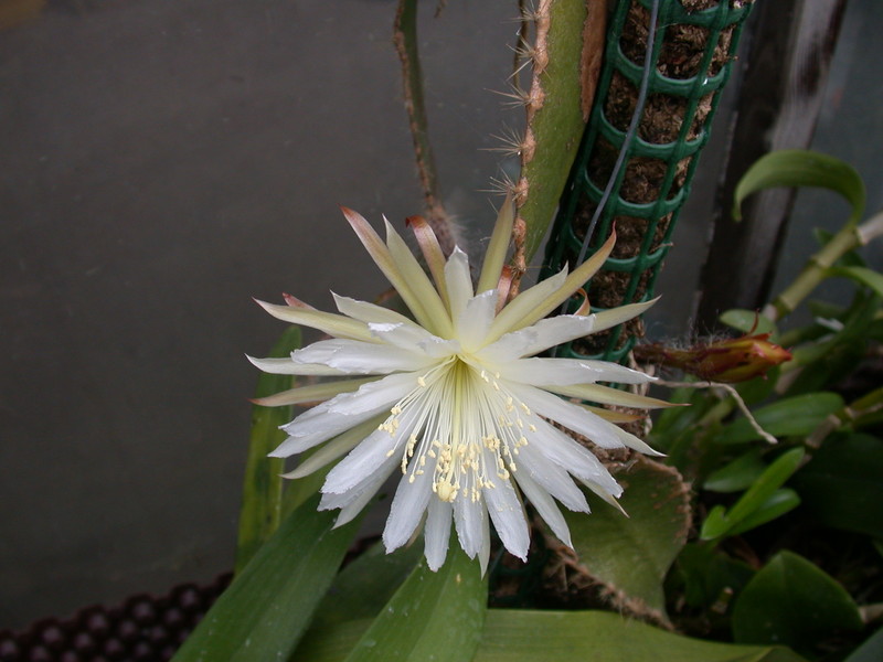 strophocactus wittii 5453