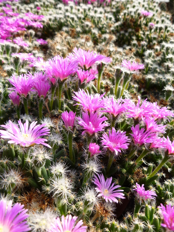 trichodiadema densum 1000796