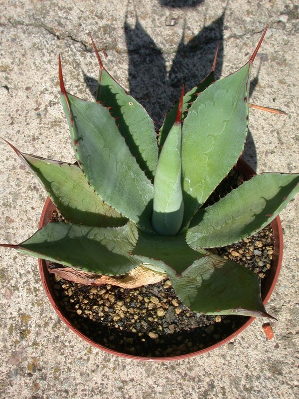 agave cupreata jesus maria 04