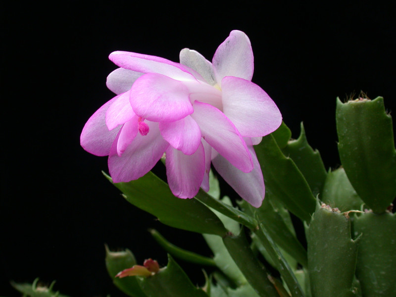 schlumbergera lady linda 14