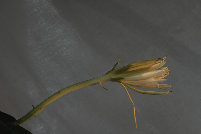 epiphyllum pumilum phasen 2317