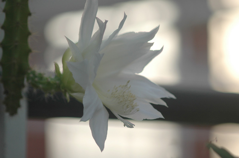 heliocereus speciosus amacamensis 01