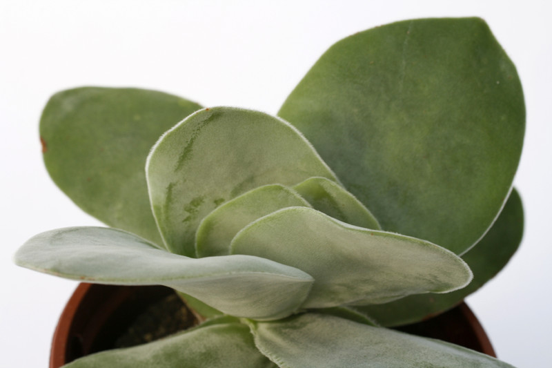 crassula falcata mausohr 7225