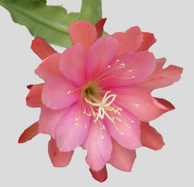 eh rose queen 8791 01