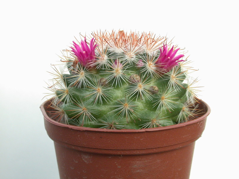 mammillaria berkiana 8363