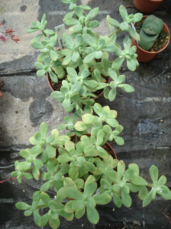 echeveria sedoides 05