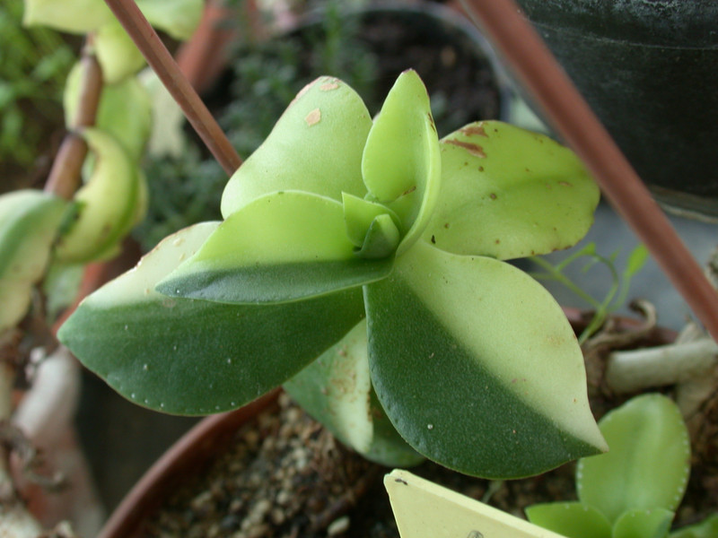 crassula lactea variegata ipps5186 01
