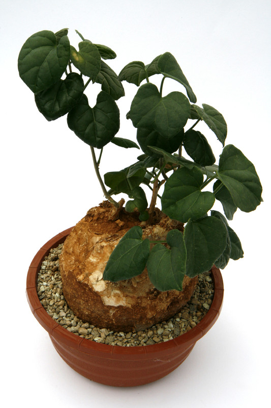 pyrenacantha malvifolia tanzania iganda 0709