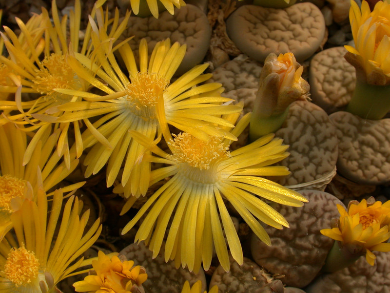 lithops hookeri susannae c91 04