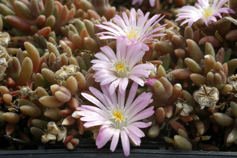 delosperma beauford west 9229