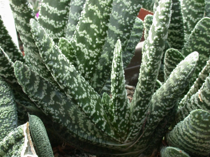 gasteria disticha 2300