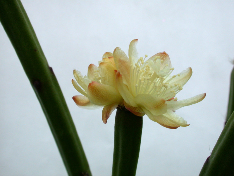 rhipsalis grandiflora 02