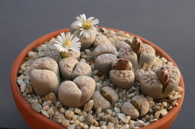 lithops karasmontana eberlanzii 69 0195