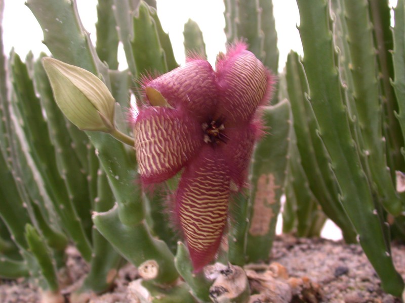 stapelia asterias