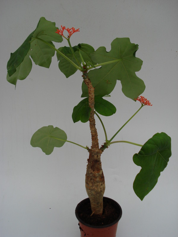 jatropha podagrica 767