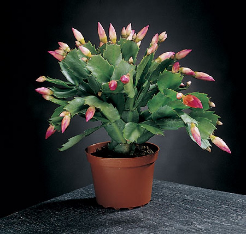 schlumbergera russian dancer 02