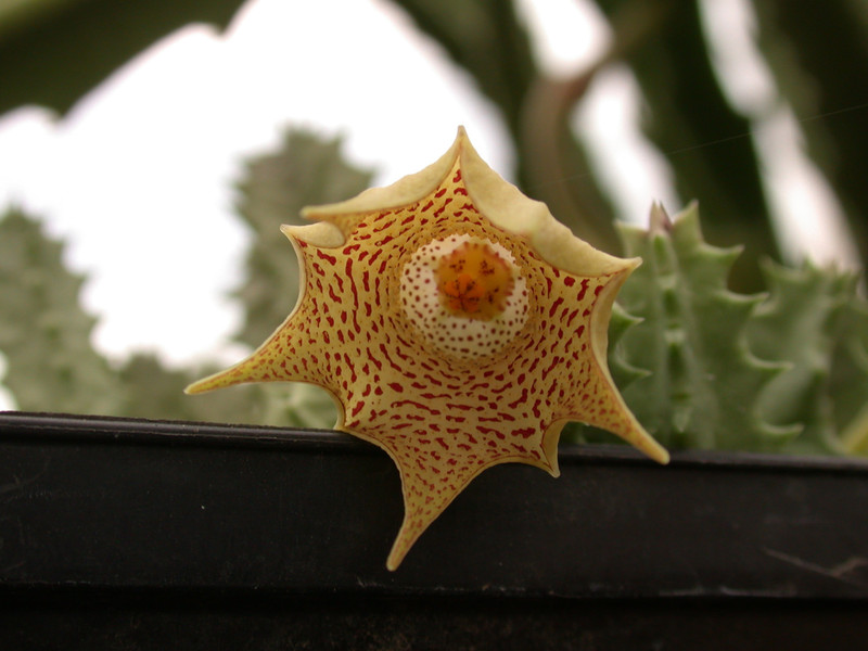 huernia echidnopsioides 01
